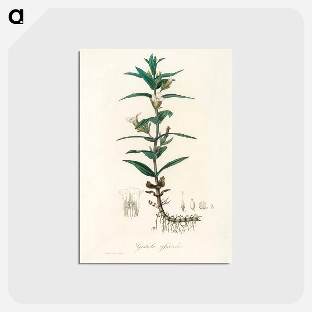アートポストカード-Gratiola Officinalis Illustration
 - 薬用植物学 Postcard.