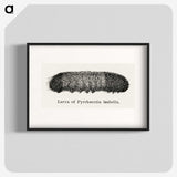 2-7_Moths-and-Butterflies-of-the-United-States_blk