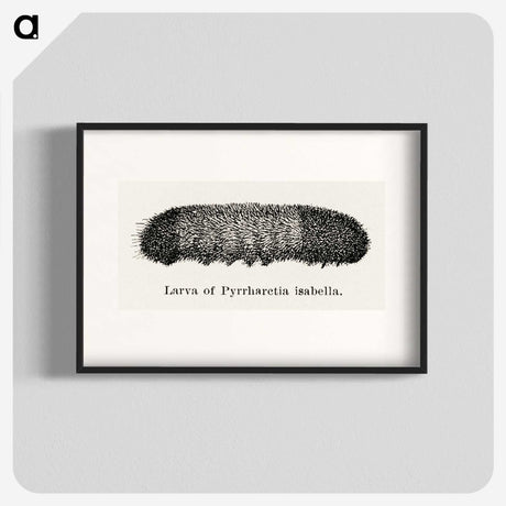 2-7_Moths-and-Butterflies-of-the-United-States_blk