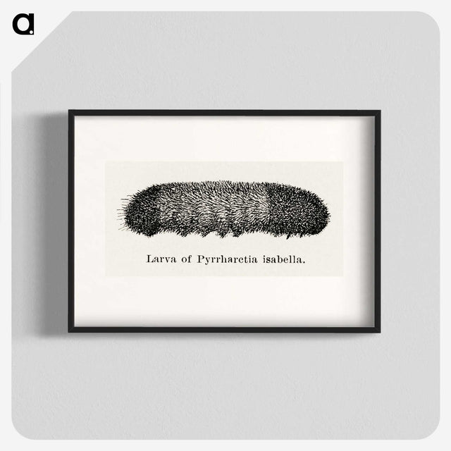 2-7_Moths-and-Butterflies-of-the-United-States_blk