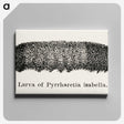 2-7_Moths-and-Butterflies-of-the-United-States_canvas