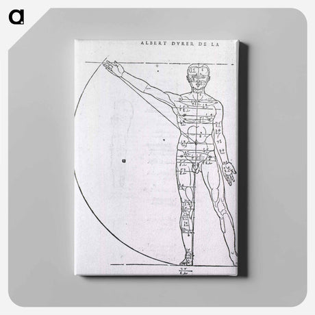 アートパネル-Illustrations on Correct Proportions of Human Anatomy
 - 国立医学図書館 Canvas.