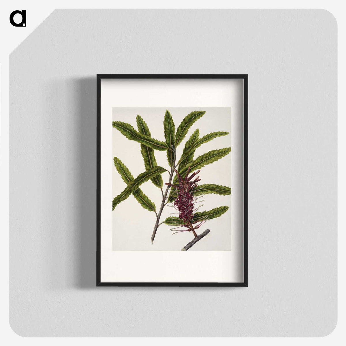 2-7_Native-Flowering-Plants-of-New-Zealand_blk