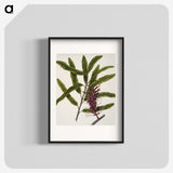 2-7_Native-Flowering-Plants-of-New-Zealand_blk