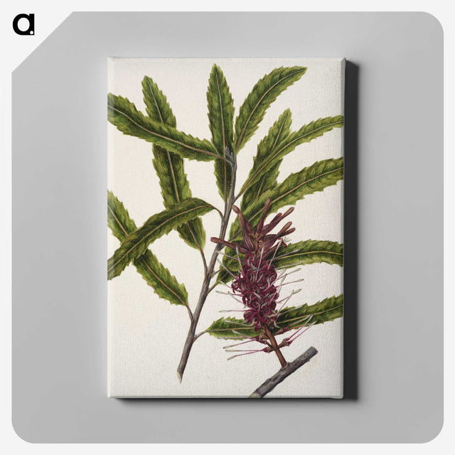 2-7_Native-Flowering-Plants-of-New-Zealand_canvas