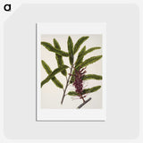 2-7_Native-Flowering-Plants-of-New-Zealand_hagaki