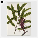 2-7_Native-Flowering-Plants-of-New-Zealand_picture-crop