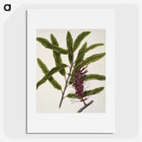 2-7_Native-Flowering-Plants-of-New-Zealand_picture