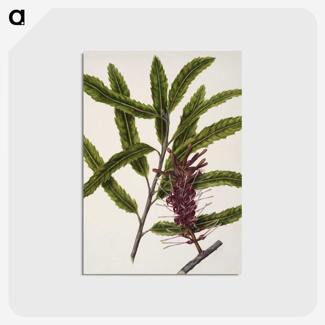 2-7_Native-Flowering-Plants-of-New-Zealand_postcard