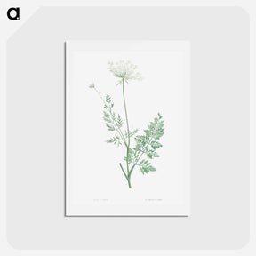 アートポストカード-Wild carrot - ピエール ジョゼフ ルドゥーテ Postcard.