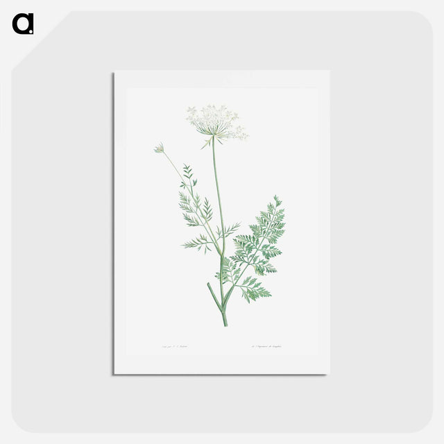 アートポストカード-Wild carrot - ピエール ジョゼフ ルドゥーテ Postcard.