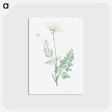 アートポストカード-Wild carrot - ピエール ジョゼフ ルドゥーテ Postcard.