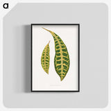 2-7_Plants-with-Colored-Foliage_blk-crop