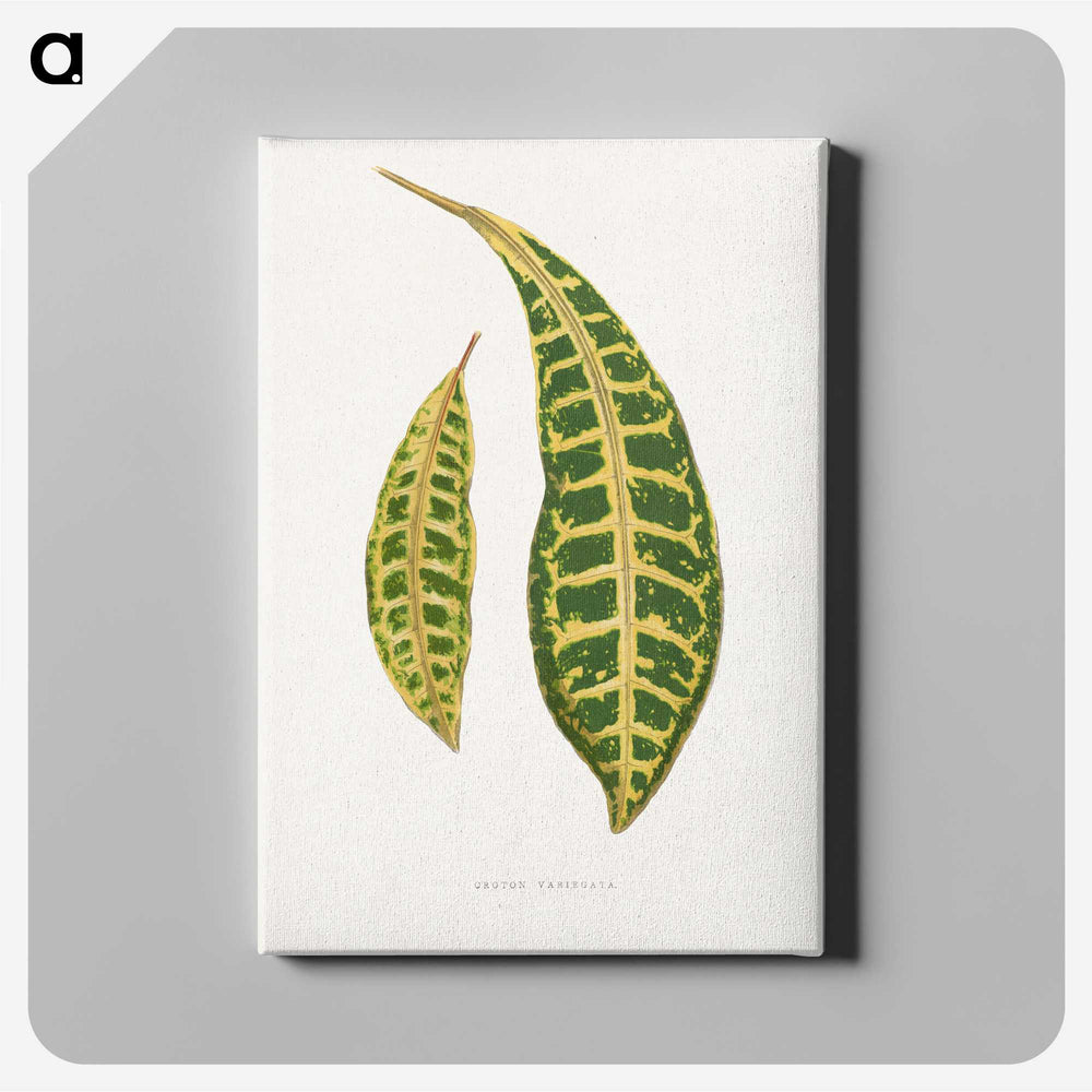2-7_Plants-with-Colored-Foliage_canvas