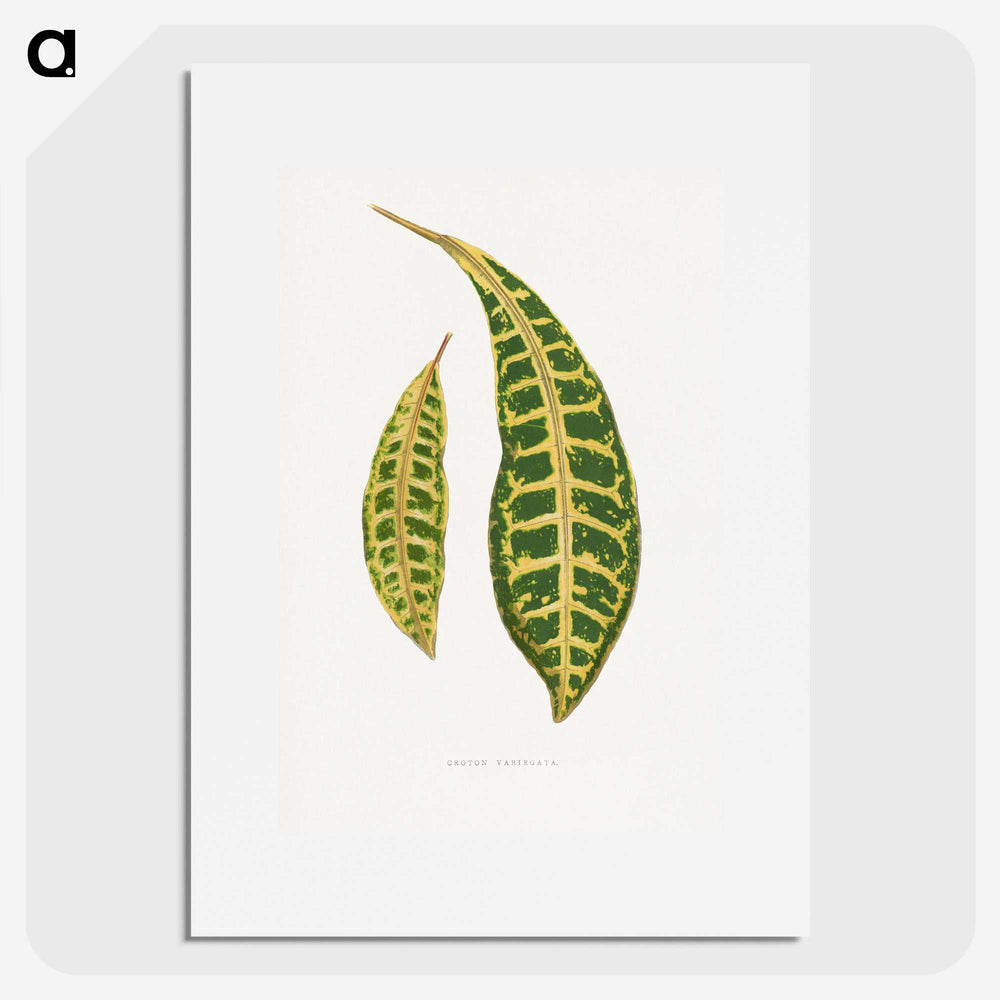 2-7_Plants-with-Colored-Foliage_picture