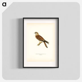 アートポスター-Common Kestrel
 - スヴェンスカ フォグラル Poster.