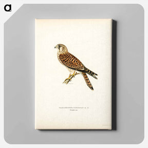 アートパネル-Common Kestrel
 - スヴェンスカ フォグラル Canvas.