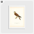 アートポストカード-Common Kestrel
 - スヴェンスカ フォグラル Postcard.