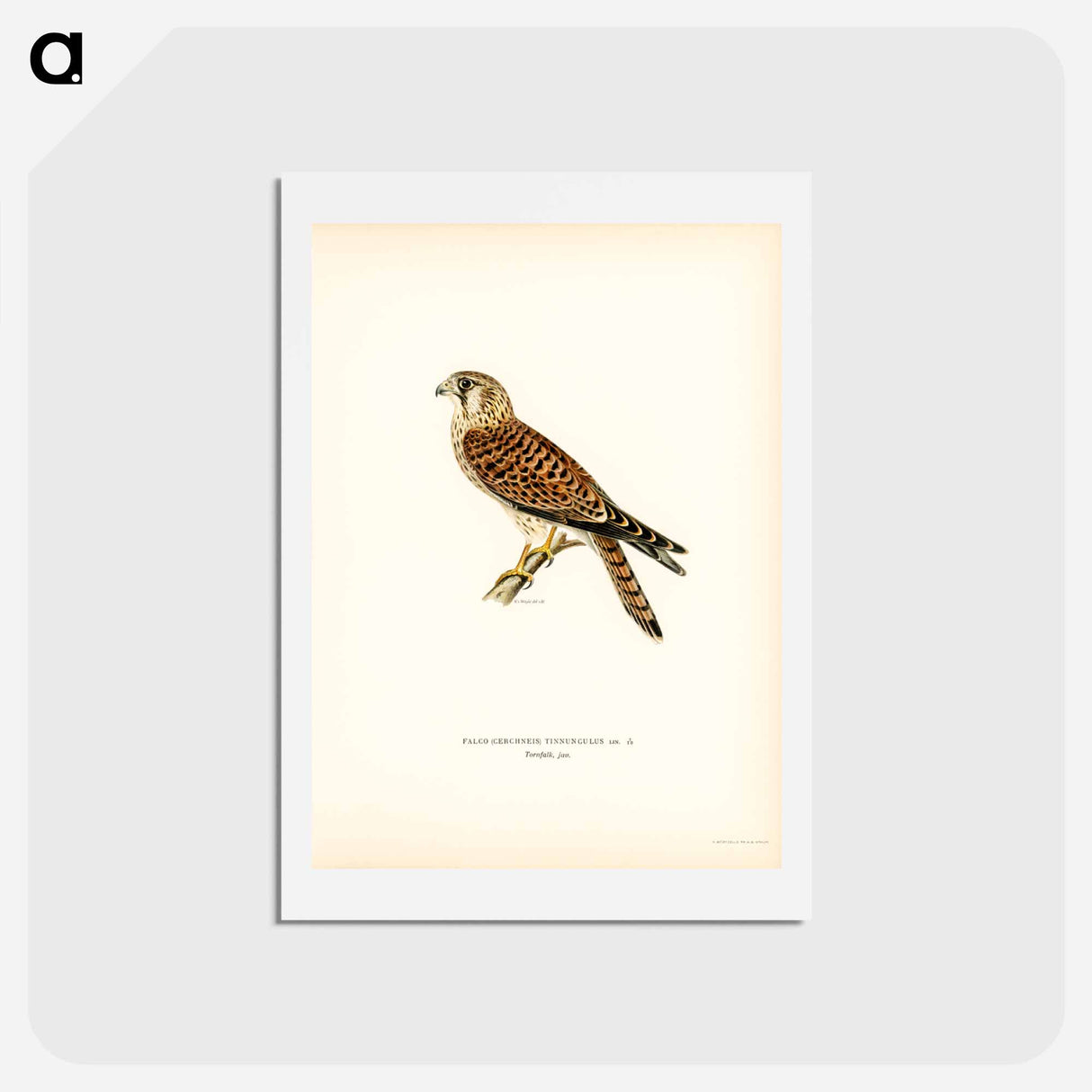 アートポストカード-Common Kestrel
 - スヴェンスカ フォグラル Postcard.