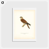 アートポストカード-Common Kestrel
 - スヴェンスカ フォグラル Postcard.
