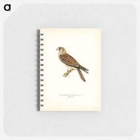 アートメモ帳-Common Kestrel
 - スヴェンスカ フォグラル Memo.