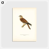 アートポストカード-Common Kestrel
 - スヴェンスカ フォグラル Postcard.