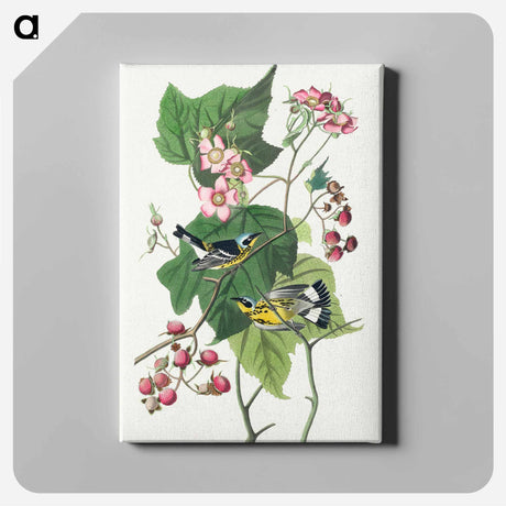 アートパネル-Black & Yellow Warblers from Birds of America
 - アメリカの鳥たち Canvas.