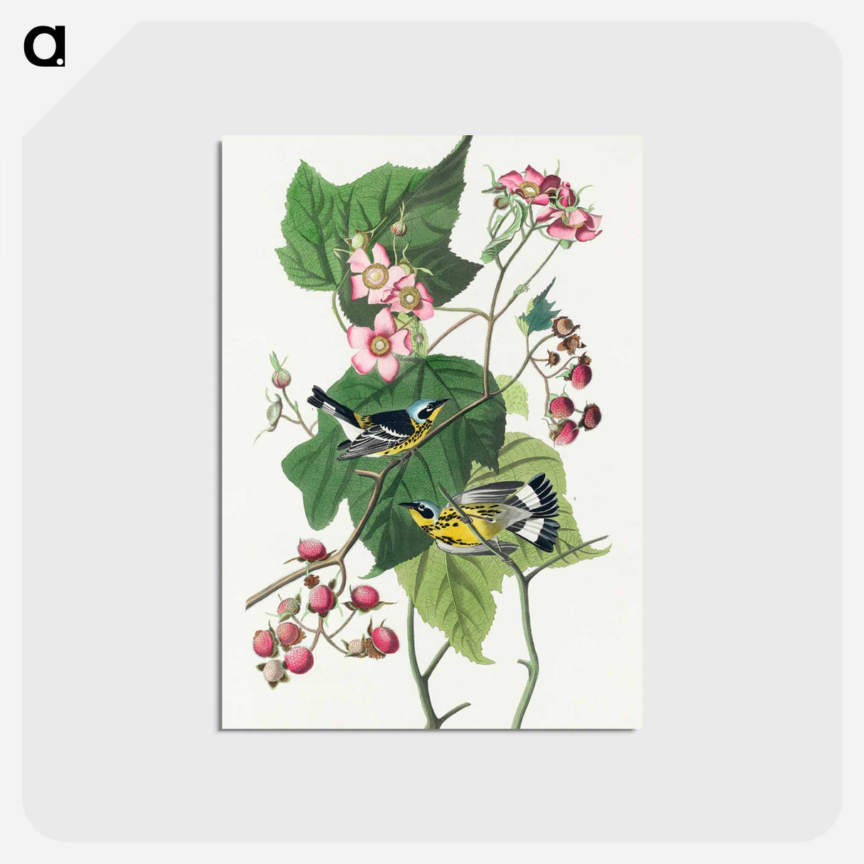 アートポストカード-Black & Yellow Warblers from Birds of America
 - アメリカの鳥たち Postcard.