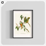 アートポスター-Swainson's Fruit Pigeon
 - オーストラリアの鳥 Poster.