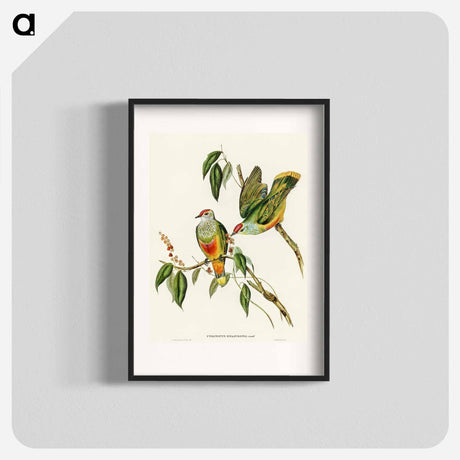 アートポスター-Swainson's Fruit Pigeon
 - オーストラリアの鳥 Poster.