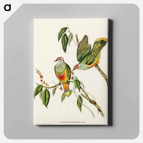 アートパネル-Swainson's Fruit Pigeon
 - オーストラリアの鳥 Canvas.