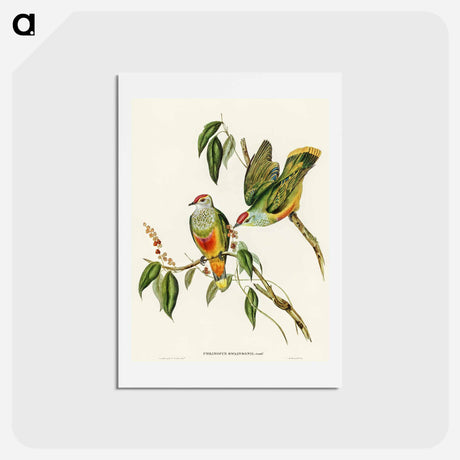 アートポストカード-Swainson's Fruit Pigeon
 - オーストラリアの鳥 Postcard.