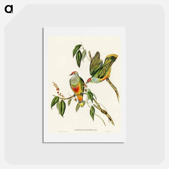 アートポストカード-Swainson's Fruit Pigeon
 - オーストラリアの鳥 Postcard.