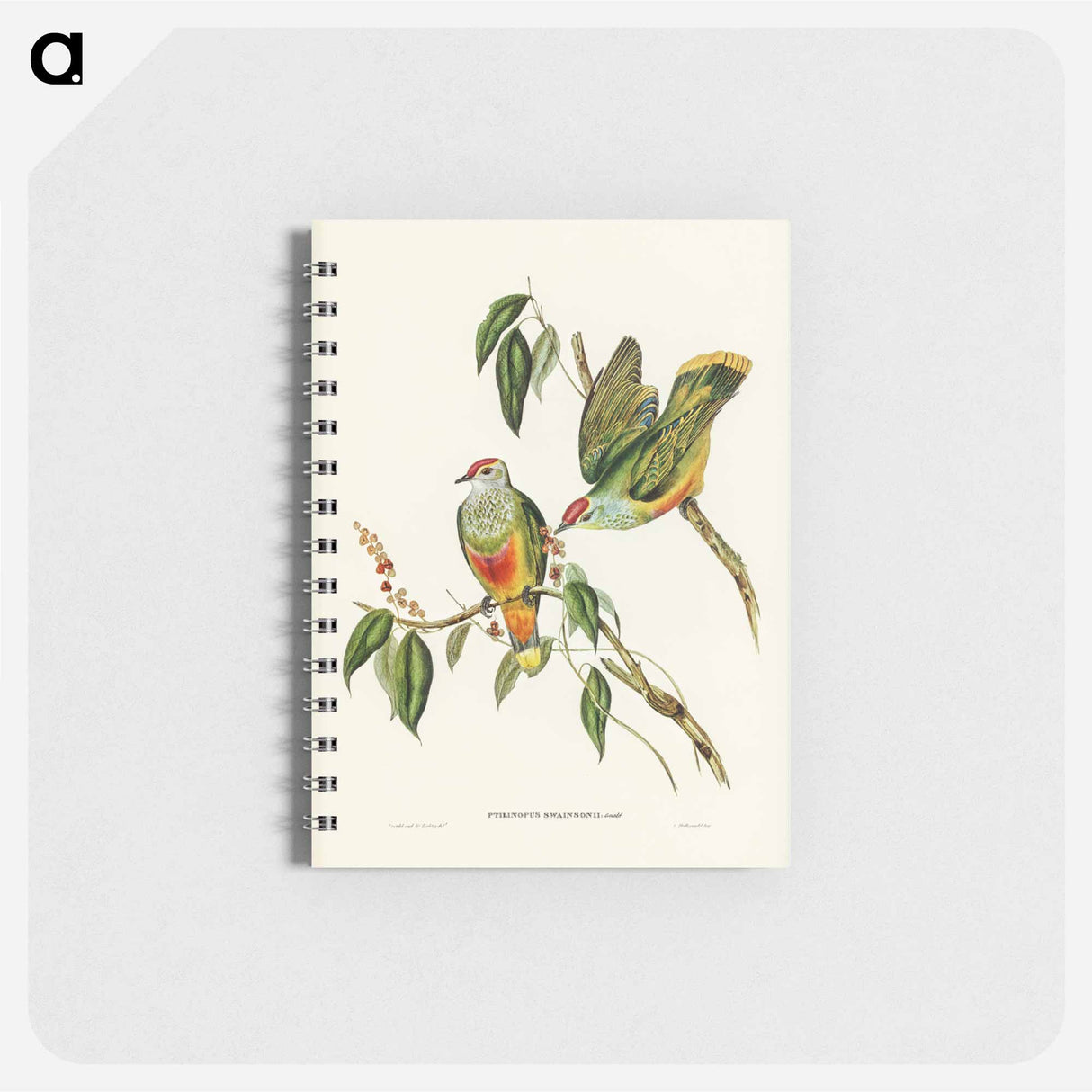アートメモ帳-Swainson's Fruit Pigeon
 - オーストラリアの鳥 Memo.