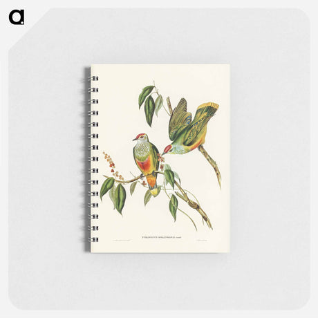 アートメモ帳-Swainson's Fruit Pigeon
 - オーストラリアの鳥 Memo.