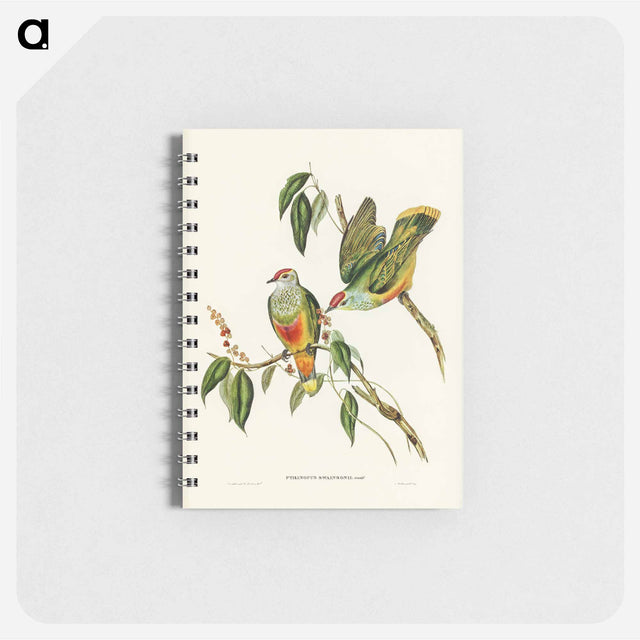 アートメモ帳-Swainson's Fruit Pigeon
 - オーストラリアの鳥 Memo.