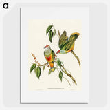 アートポスター-Swainson's Fruit Pigeon
 - オーストラリアの鳥 Poster.