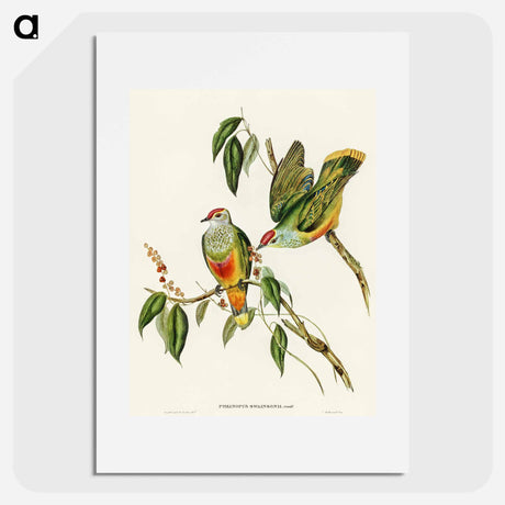 アートポスター-Swainson's Fruit Pigeon
 - オーストラリアの鳥 Poster.