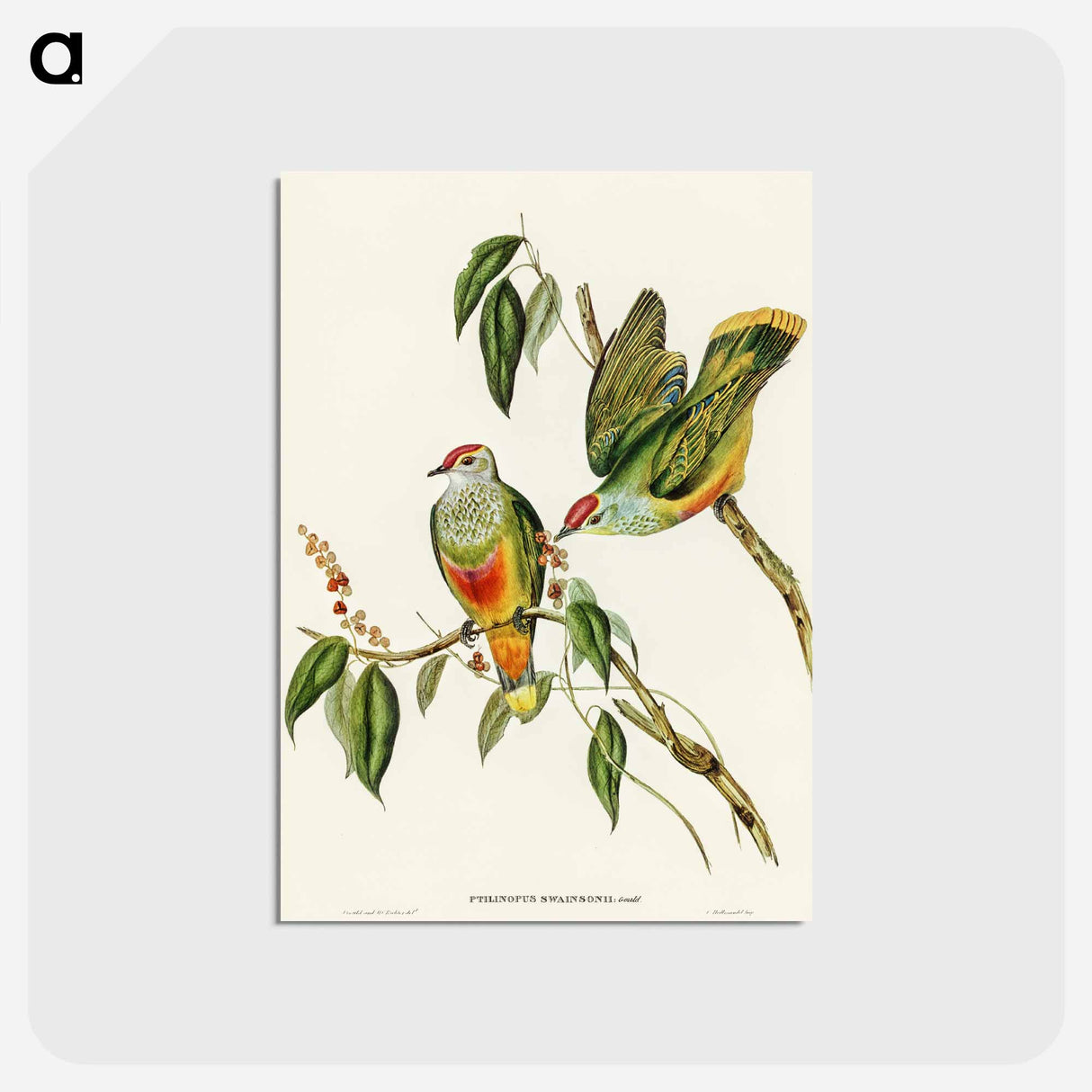 アートポストカード-Swainson's Fruit Pigeon
 - オーストラリアの鳥 Postcard.