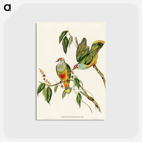 アートポストカード-Swainson's Fruit Pigeon
 - オーストラリアの鳥 Postcard.