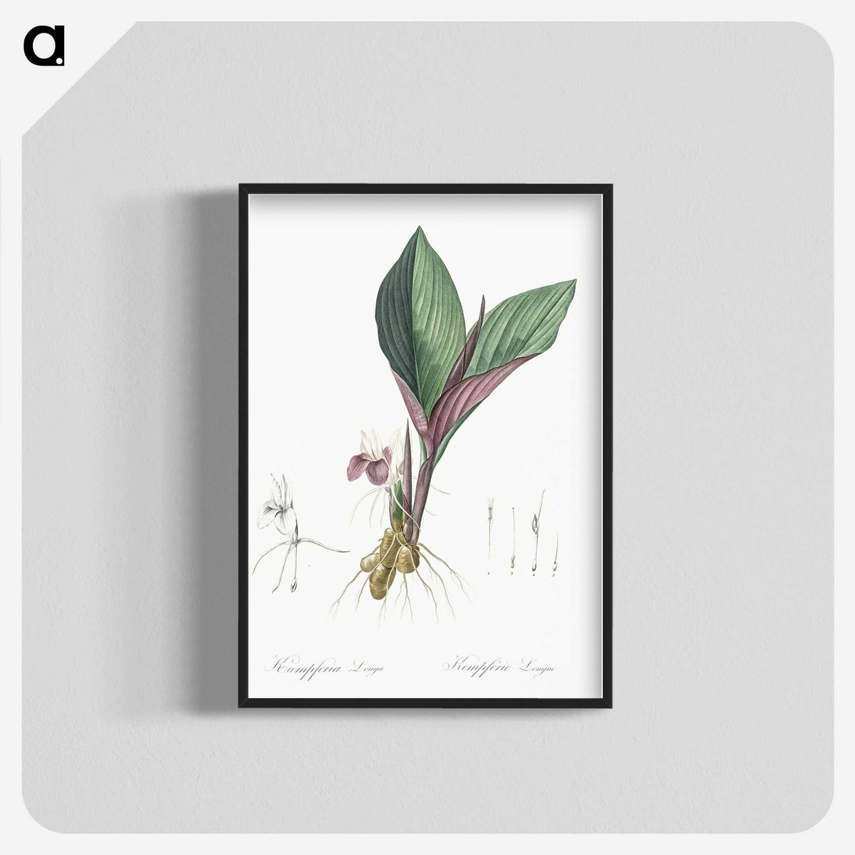 2-7_The-Lilies_blk-crop