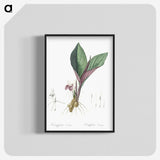 2-7_The-Lilies_blk-crop