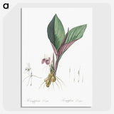 2-7_The-Lilies_picture-crop