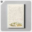 アートパネル-Cow Wheat from Mira Calligraphiae Monumenta
 - 書道のお手本 Canvas.
