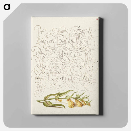 アートパネル-Cow Wheat from Mira Calligraphiae Monumenta
 - 書道のお手本 Canvas.