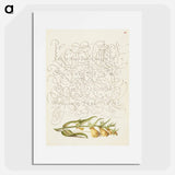 アートポスター-Cow Wheat from Mira Calligraphiae Monumenta
 - 書道のお手本 Poster.