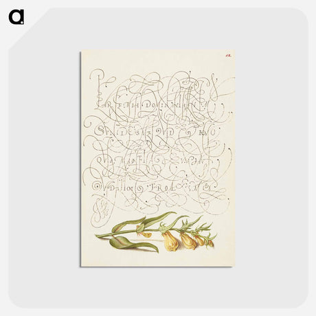 アートポストカード-Cow Wheat from Mira Calligraphiae Monumenta
 - 書道のお手本 Postcard.