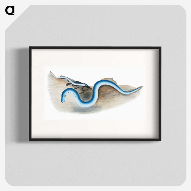 2-7_The-Natural-History-of-British-Fishes_blk