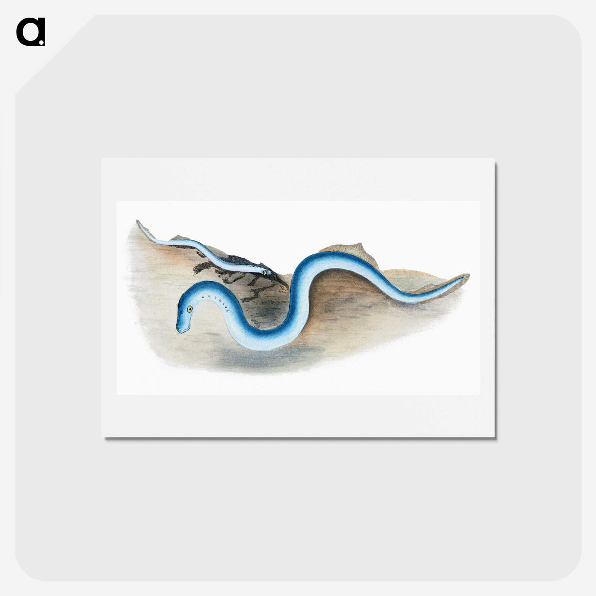2-7_The-Natural-History-of-British-Fishes_hagaki