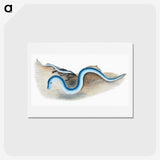 2-7_The-Natural-History-of-British-Fishes_hagaki